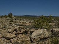 F, Lozere, Les Bondons 11, Saxifraga-Marijke Verhagen