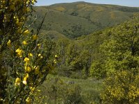 F, Lozere, Les Bondons 2, Saxifraga-Marijke Verhagen