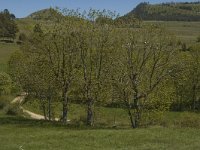 F, Lozere, Les Bondons 24, Saxifraga-Marijke Verhagen