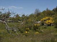 F, Lozere, Les Bondons 4, Saxifraga-Marijke Verhagen