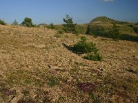 F, Lozere, Les Bondons 41, Saxifraga-Dirk Hilbers