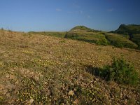 F, Lozere, Les Bondons 42, Saxifraga-Dirk Hilbers