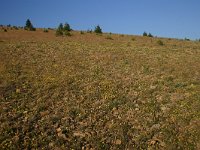 F, Lozere, Les Bondons 43, Saxifraga-Dirk Hilbers