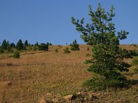 F, Lozere, Les Bondons 44, Saxifraga-Dirk Hilbers