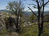 F, Lozere, Les Bondons 5, Saxifraga-Marijke Verhagen