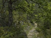 F, Lozere, Les Vignes 10, Saxifraga-Marijke Verhagen