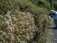 F, Lozere, Les Vignes 13, Saxifraga-Marijke Verhagen