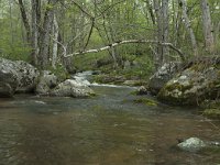 F, Lozere, Pont-de-Montvert-Sud-Mont-Lozere, Cascade de Runes 6, Saxifraga-Willem van Kruijsbergen