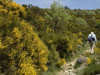 F, Lozere, Pont-de-Montvert-Sud-Mont-Lozere, Felgerolles 16, Saxifraga-Marijke Verhagen