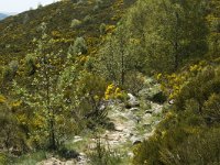 F, Lozere, Pont-de-Montvert-Sud-Mont-Lozere, Felgerolles 20, Saxifraga-Marijke Verhagen