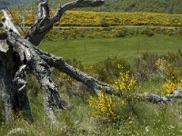 F, Lozere, Pont-de-Montvert-Sud-Mont-Lozere, Felgerolles 8, Saxifraga-Marijke Verhagen