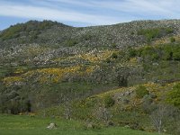 F, Lozere, Pont-de-Montvert-Sud-Mont-Lozere, Finiels 35, Saxifraga-Willem van Kruijsbergen