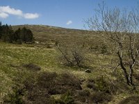 F, Lozere, Pont-de-Montvert-Sud-Mont-Lozere, Finiels 53, Saxifraga-Marijke Verhagen