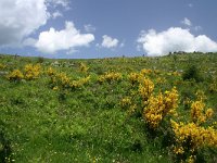 F, Lozere, Pont-de-Montvert-Sud-Mont-Lozere, Fraissinet-de-Lozere 5, Saxifraga-Dirk Hilbers