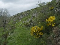 F, Lozere, Pont-de-Montvert-Sud-Mont-Lozere, Fraissinet-de-Lozere 8, Saxifraga-Willem van Kruijsbergen