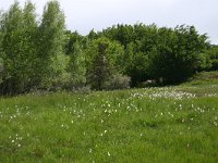 F, Lozere, Pont-de-Montvert-Sud-Mont-Lozere, Mas Camargues 2, Saxifraga-Dirk Hilbers