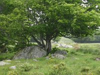 F, Lozere, Pont-de-Montvert-Sud-Mont-Lozere, Mas Camargues 3, Saxifraga-Dirk Hilbers