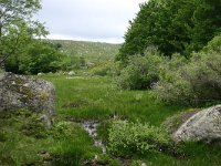 F, Lozere, Pont-de-Montvert-Sud-Mont-Lozere, Mont Lozere 10, Saxifraga-Dirk Hilbers