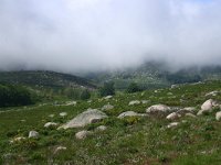 F, Lozere, Pont-de-Montvert-Sud-Mont-Lozere, Mont Lozere 13, Saxifraga-Dirk Hilbers