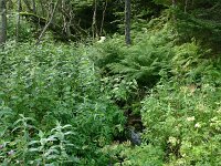 F, Lozere, Pont-de-Montvert-Sud-Mont-Lozere, Mont Lozere 18, Saxifraga-Dirk Hilbers