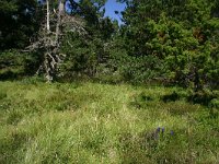 F, Lozere, Pont-de-Montvert-Sud-Mont-Lozere, Mont Lozere 29, Saxifraga-Dirk Hilbers