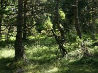 F, Lozere, Pont-de-Montvert-Sud-Mont-Lozere, Mont Lozere 30, Saxifraga-Dirk Hilbers