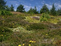 F, Lozere, Pont-de-Montvert-Sud-Mont-Lozere, Mont Lozere 35, Saxifraga-Dirk Hilbers