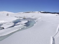 F, Lozere, Pont-de-Montvert-Sud-Mont-Lozere, Mont Lozere 43, Saxifraga-Elisabeth Raboin