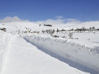 F, Lozere, Pont-de-Montvert-Sud-Mont-Lozere, Mont Lozere 47, Saxifraga-Elisabeth Raboin