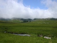 F, Lozere, Pont-de-Montvert-Sud-Mont-Lozere, Mont Lozere 8, Saxifraga-Dirk Hilbers