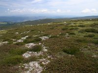 F, Lozere, Pont-de-Montvert-Sud-Mont-Lozere, Pic de Finiels 25, Saxifraga-Dirk Hilbers