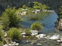 F, Lozere, Pont-de-Montvert-Sud-Mont-Lozere, Pont-de-Montvert 4, Saxifraga-Marijke Verhagen