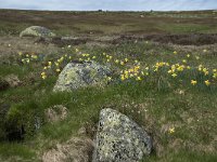 F, Lozere, Pont-de-Montvert-Sud-Mont-Lozere, Sommet de Finiels 13, Saxifraga-Willem van Kruijsbergen