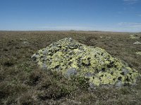 F, Lozere, Pont-de-Montvert-Sud-Mont-Lozere, Sommet de Finiels 50, Saxifraga-Willem van Kruijsbergen