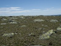 F, Lozere, Pont-de-Montvert-Sud-Mont-Lozere, Sommet de Finiels 55, Saxifraga-Willem van Kruijsbergen