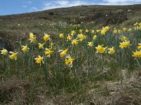 F, Lozere, Pont-de-Montvert-Sud-Mont-Lozere, Sommet de Finiels 9, Saxifraga-Willem van Kruijsbergen