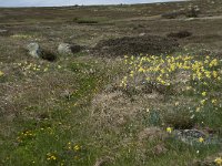 F, Lozere, Pont-de-Montvert-Sud-Mont-Lozere, Sommet de Finiels 90, Saxifraga-Willem van Kruijsbergen