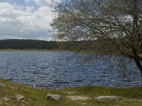 F, Lozere, Saint-Etienne-du-Valdonnez, Etang de Barradon 3, Saxifraga-Marijke Verhagen