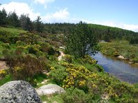 F, Lozere, Tarn 2, Saxifraga-Dirk Hilbers