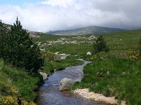 F, Lozere, Tarn 3, Saxifraga-Dirk Hilbers