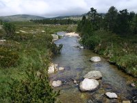 F, Lozere, Tarn 5, Saxifraga-Dirk Hilbers