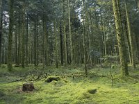 F, Nievre, Dun-les-Places, Bois de Chaumont 10, Saxifraga-Willem van Kruijsbergen