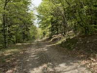 F, Nievre, Dun-les-Places, Bois de Chaumont 11, Saxifraga-Willem van Kruijsbergen