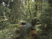 F, Nievre, Dun-les-Places, Bois de Chaumont 12, Saxifraga-Willem van Kruijsbergen