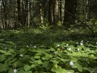 F, Nievre, Dun-les-Places, Bois de Chaumont 14, Saxifraga-Willem van Kruijsbergen