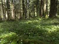 F, Nievre, Dun-les-Places, Bois de Chaumont 15, Saxifraga-Willem van Kruijsbergen