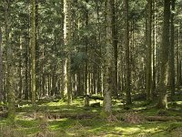 F, Nievre, Dun-les-Places, Bois de Chaumont 8, Saxifraga-Willem van Kruijsbergen