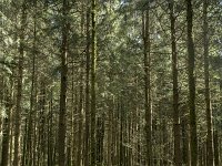 F, Nievre, Dun-les-Places, Bois de Chaumont 9, Saxifraga-Willem van Kruijsbergen