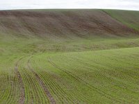 F, Pas-de-Calais, Escalles, Cap Blanc Nez 7, Saxifraga-Hans Dekker