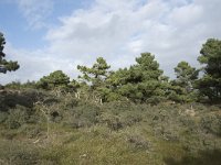 F, Pas-de-Calais, Wimereux, Dunes de la Slack 27, Saxifraga-Willem van Kruijsbergen